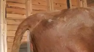 أفلام إباحية حيوانية: فعل سفاح القربى البري مع بقرة ورجل مثير