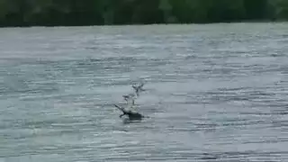 اليتا اولشن