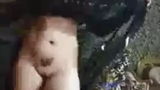 رقص برتغالي