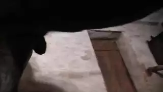 تزاوج الحيوانات: حصان مثير يأخذها من الخلف